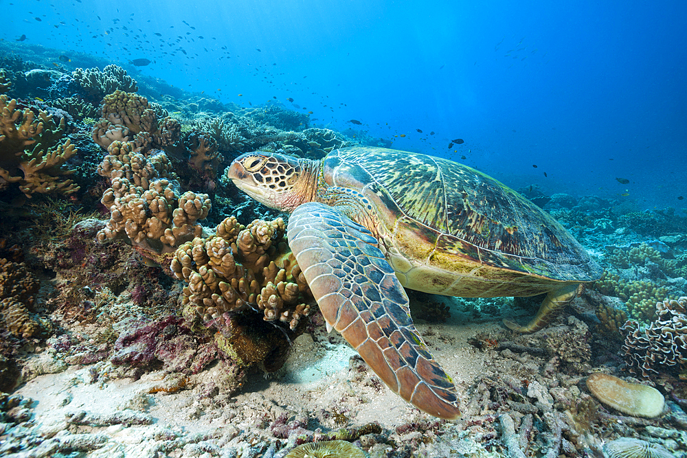 Green Sea Turtle, Chelonia mydas, Raja Ampat, West Papua, Indonesia