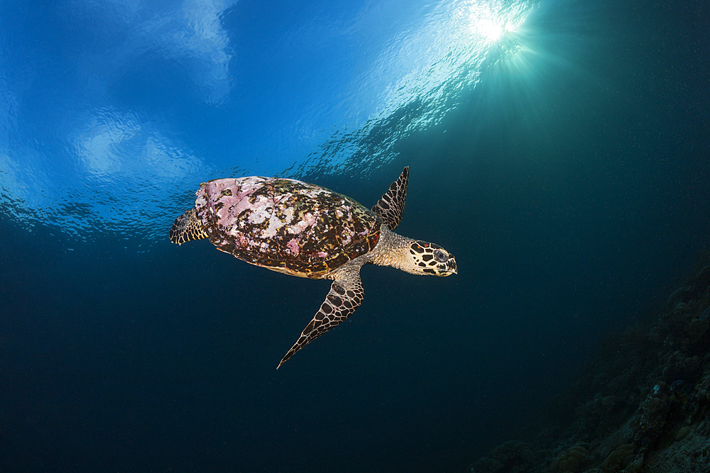 Hawksbill Sea Turtle, Eretmochelys imbricata, Raja Ampat, West Papua, Indonesia