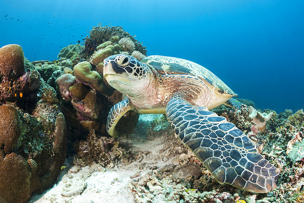 Green Sea Turtle, Chelonia mydas, Raja Ampat, West Papua, Indonesia