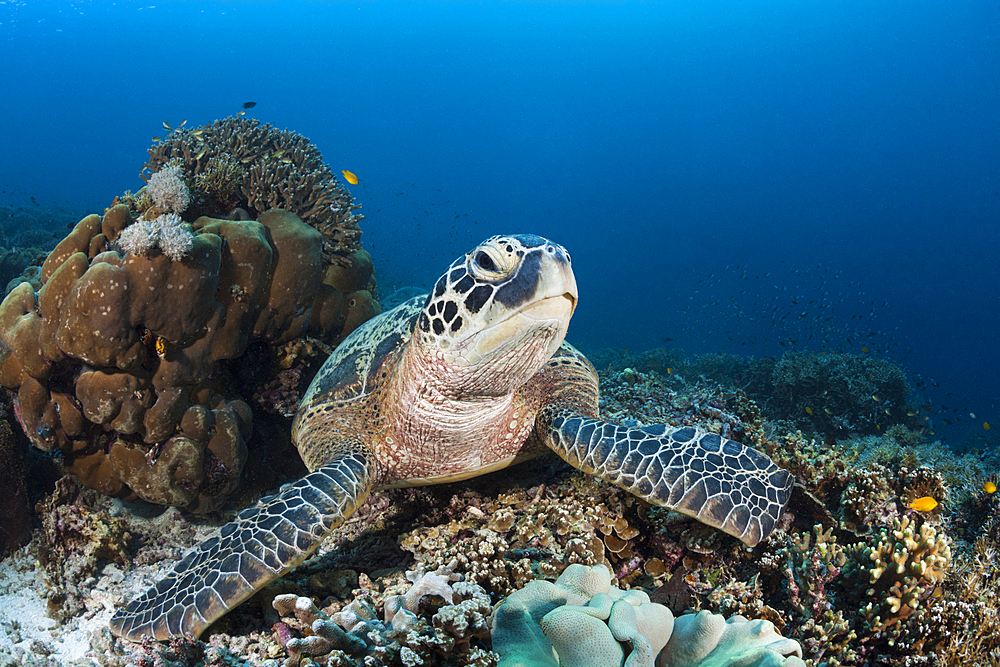 Green Sea Turtle, Chelonia mydas, Raja Ampat, West Papua, Indonesia