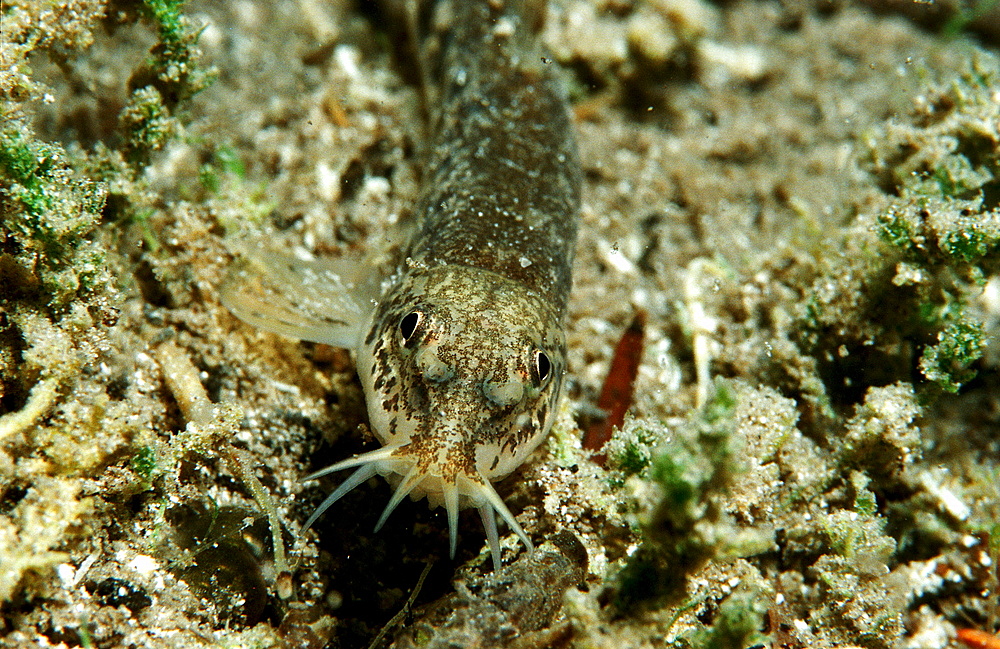 Stone loach, Barbatula barbatula, Austria, Blindsee, Tirol