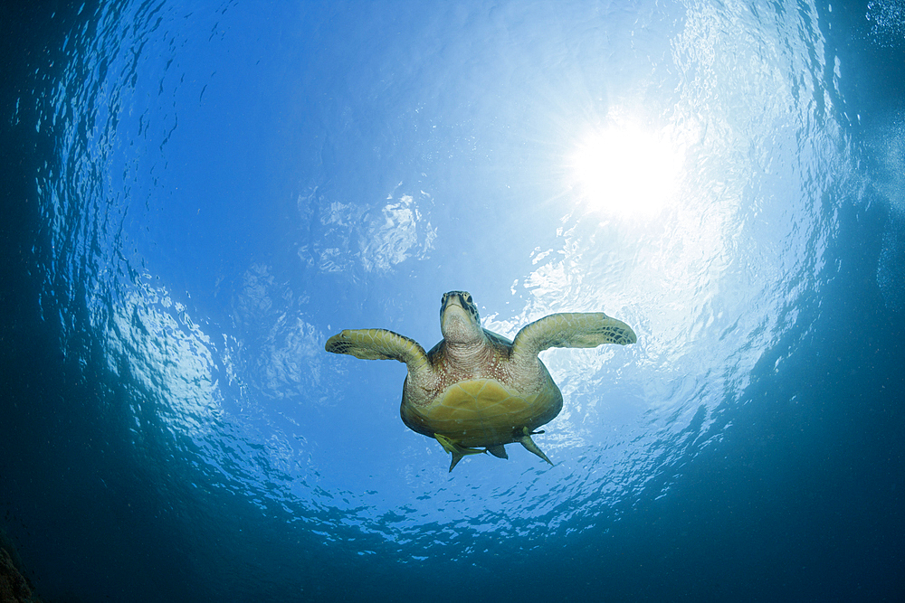 Green Sea Turtle, Chelonia mydas, Raja Ampat, West Papua, Indonesia