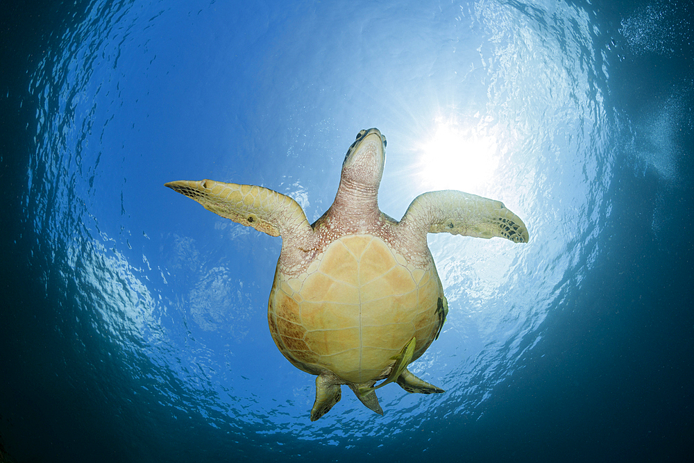 Green Sea Turtle, Chelonia mydas, Raja Ampat, West Papua, Indonesia