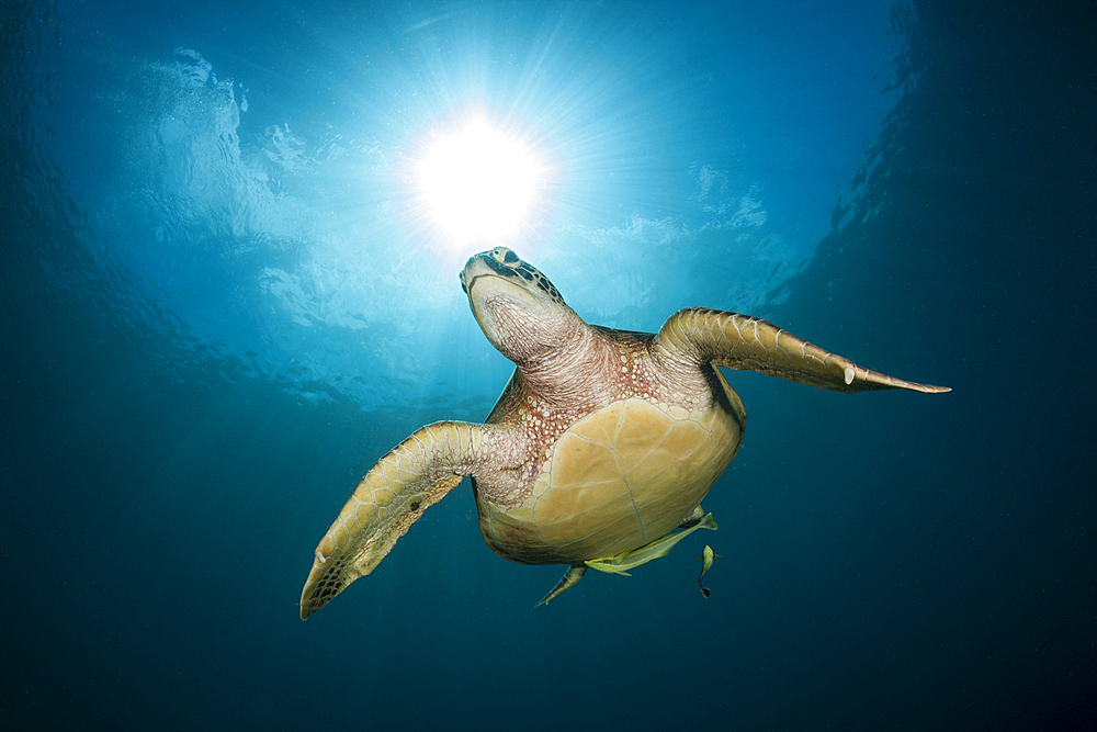 Green Sea Turtle, Chelonia mydas, Raja Ampat, West Papua, Indonesia