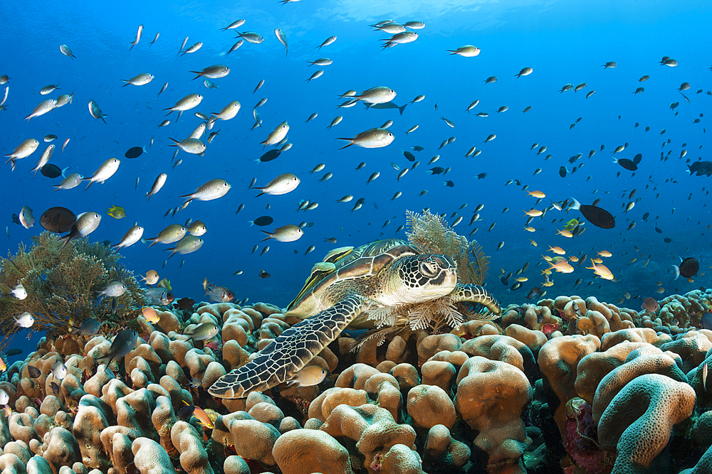 Green Sea Turtle, Chelonia mydas, Raja Ampat, West Papua, Indonesia