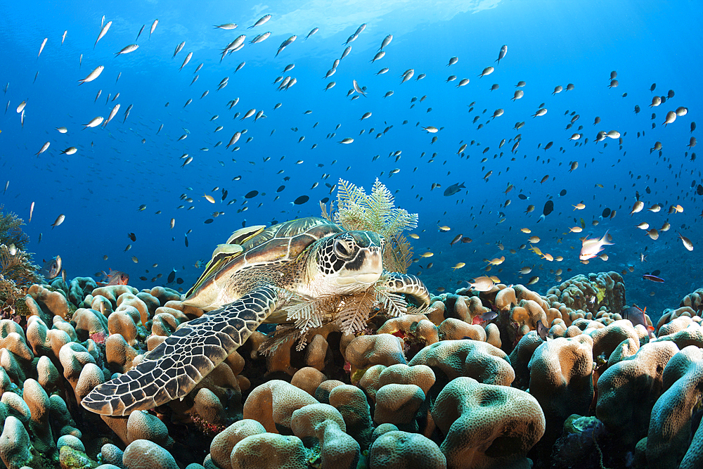 Green Sea Turtle, Chelonia mydas, Raja Ampat, West Papua, Indonesia