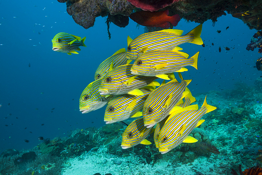 Shoal of Yellow-ribbon Sweetlips, Plectorhinchus polytaenia, Raja Ampat, West Papua, Indonesia