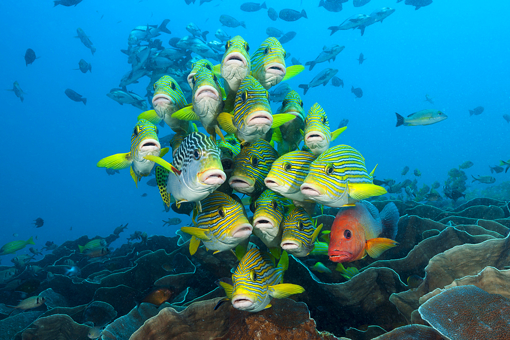 Shoal of Yellow-ribbon Sweetlips, Plectorhinchus polytaenia, Raja Ampat, West Papua, Indonesia