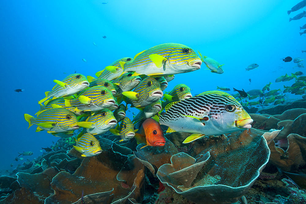 Shoal of Yellow-ribbon Sweetlips, Plectorhinchus polytaenia, Raja Ampat, West Papua, Indonesia