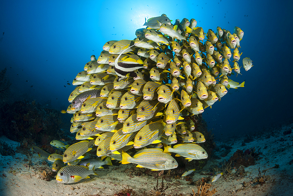 Shoal of Yellow-ribbon Sweetlips, Plectorhinchus polytaenia, Raja Ampat, West Papua, Indonesia