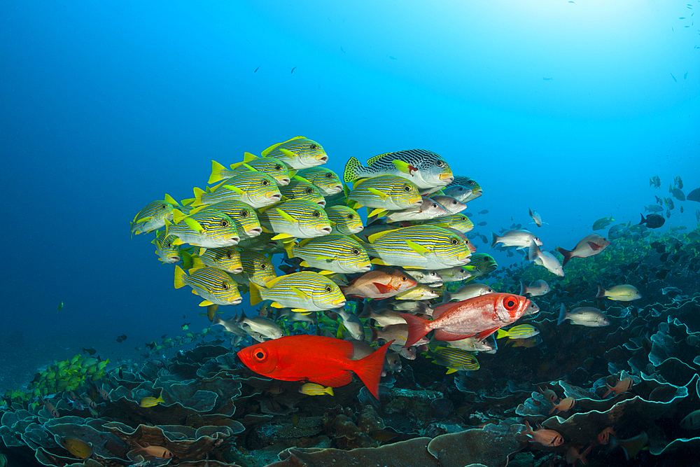 Shoal of Yellow-ribbon Sweetlips, Plectorhinchus polytaenia, Raja Ampat, West Papua, Indonesia