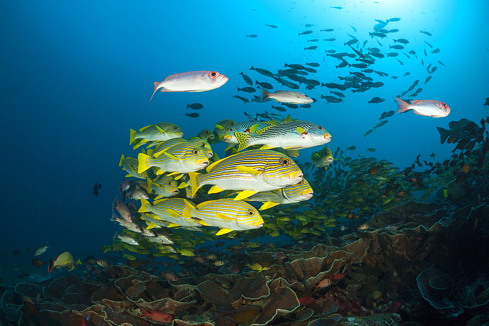 Shoal of Yellow-ribbon Sweetlips, Plectorhinchus polytaenia, Raja Ampat, West Papua, Indonesia