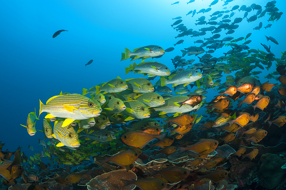 Shoal of Yellow-ribbon Sweetlips, Plectorhinchus polytaenia, Raja Ampat, West Papua, Indonesia