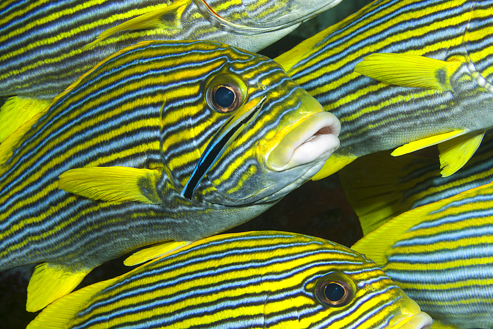 Yellow-ribbon Sweetlips with Cleaner Wrasse, Plectorhinchus polytaenia, Raja Ampat, West Papua, Indonesia