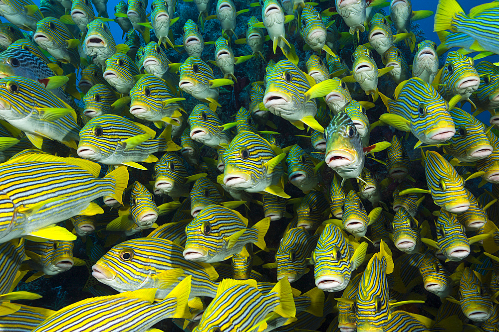 Shoal of Yellow-ribbon Sweetlips, Plectorhinchus polytaenia, Raja Ampat, West Papua, Indonesia