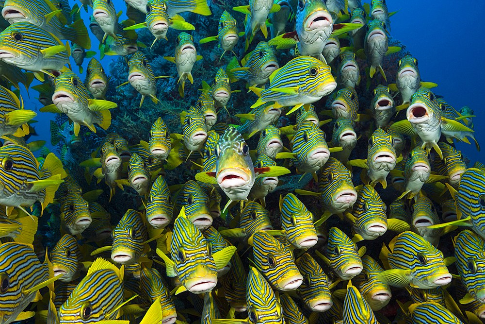 Shoal of Yellow-ribbon Sweetlips, Plectorhinchus polytaenia, Raja Ampat, West Papua, Indonesia