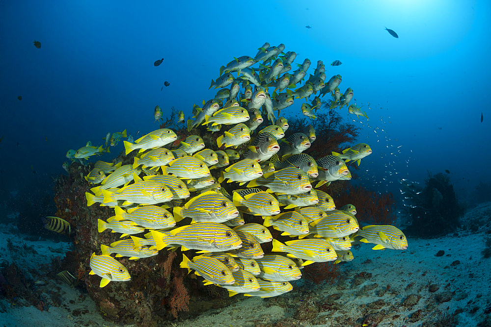 Shoal of Yellow-ribbon Sweetlips, Plectorhinchus polytaenia, Raja Ampat, West Papua, Indonesia