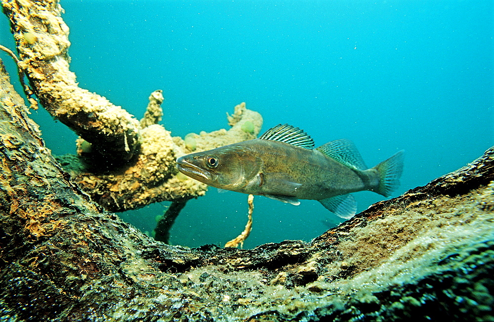 pikeperch watching spawn, Sander lucioperca, Germany, Bavaria