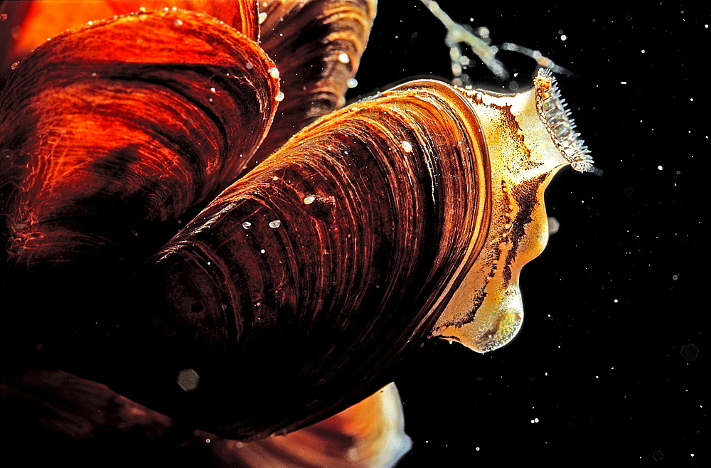 Freshwater shell, Dreissena polymorpha, Germany, Thueringen