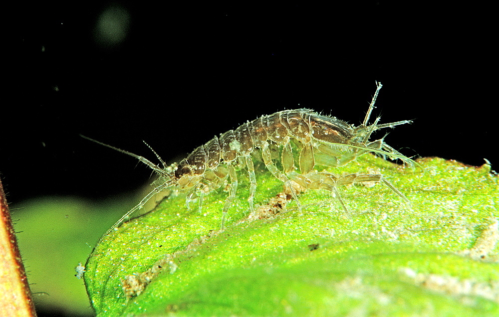 Water louse, Asellus aquaticus, Germany, Bavaria