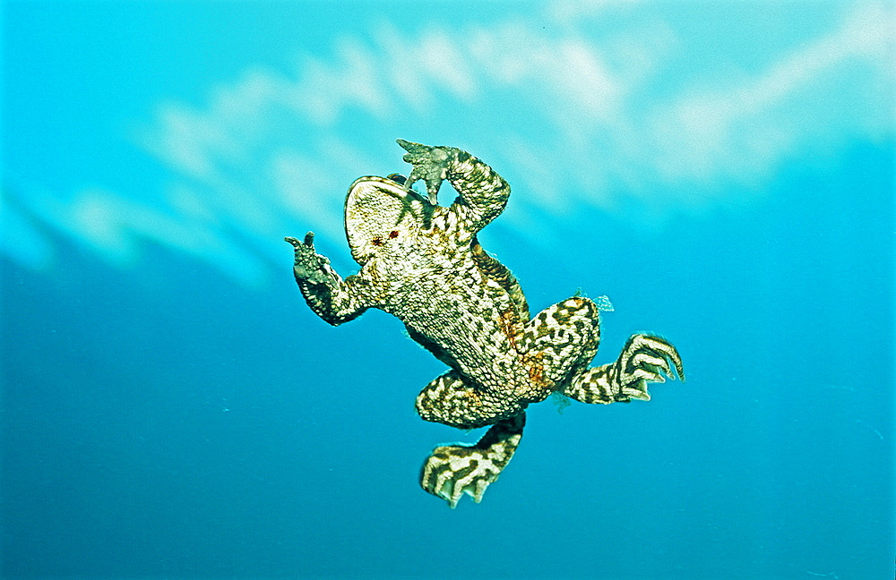 Toad swimming to water surface, Bufo bufo, Germany, Bavaria