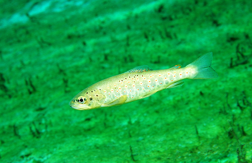 Trout, Salmo trutta, Austria, Fernsteinsee, Tirol