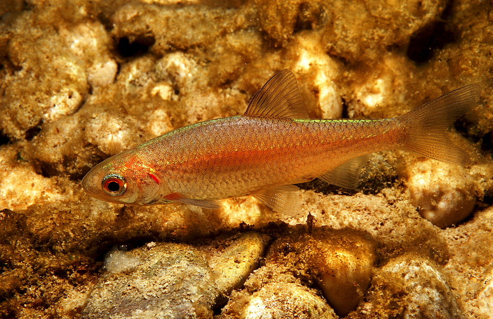 Juvenile Chub, Leuciscus cephalus, Germany, Bavaria