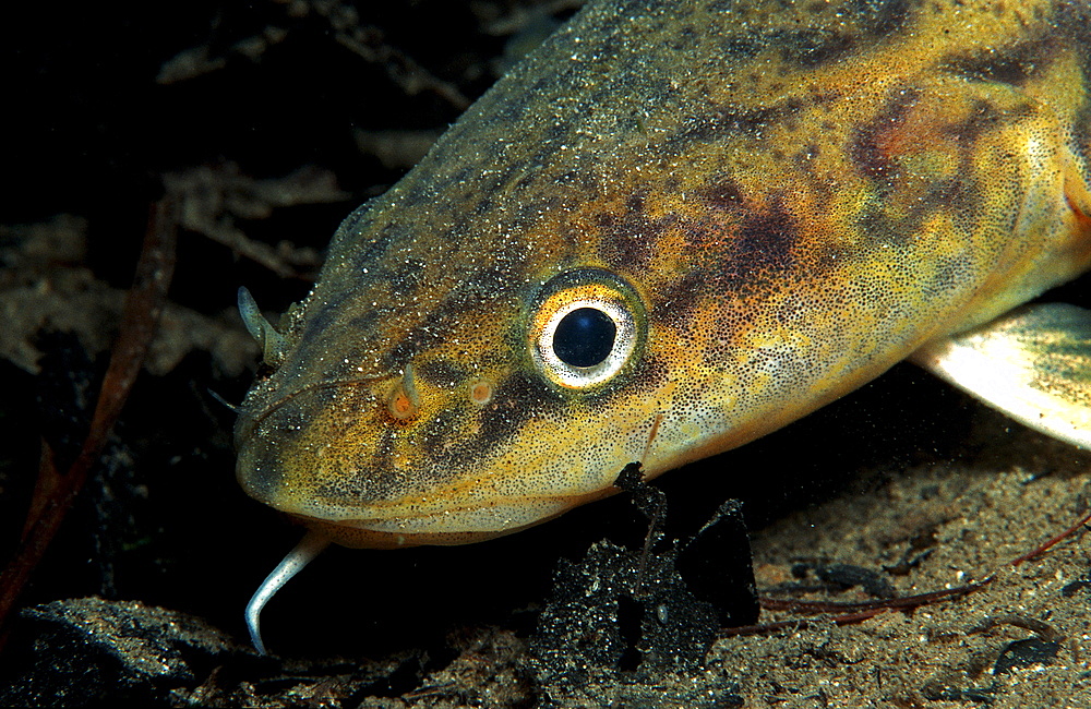 Burbot, Lota lota, Austria, Salzkammergut, Grundlsee