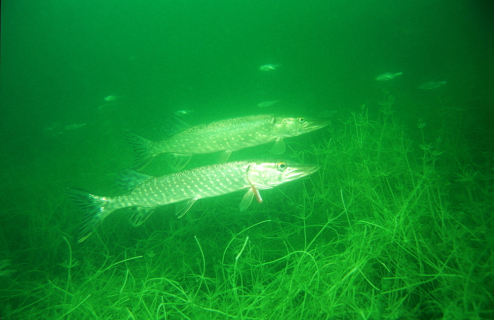 pike, Esox lucius, Germany, Bavaria