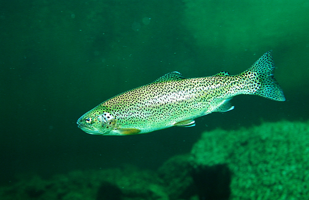 rainbow trout, Oncorhynchus mykiss, Germany, Bavaria