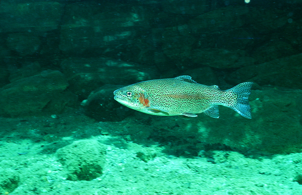 rainbow trout, Oncorhynchus mykiss, Germany, Bavaria