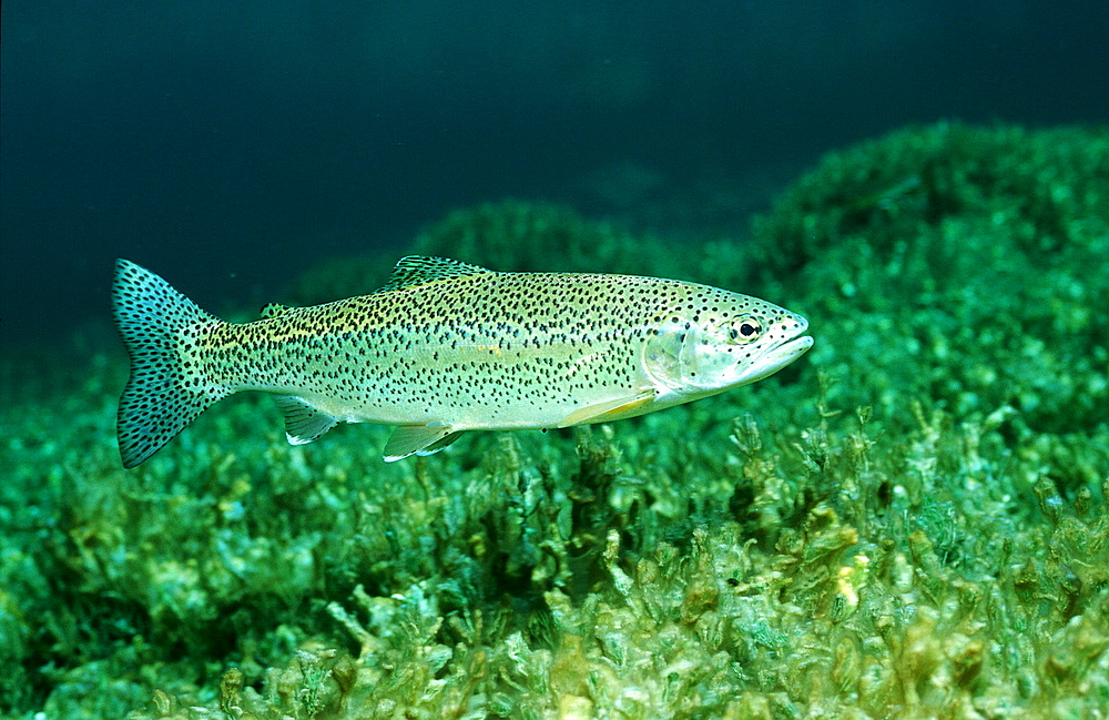 rainbow trout, Oncorhynchus mykiss, Germany, Bavaria