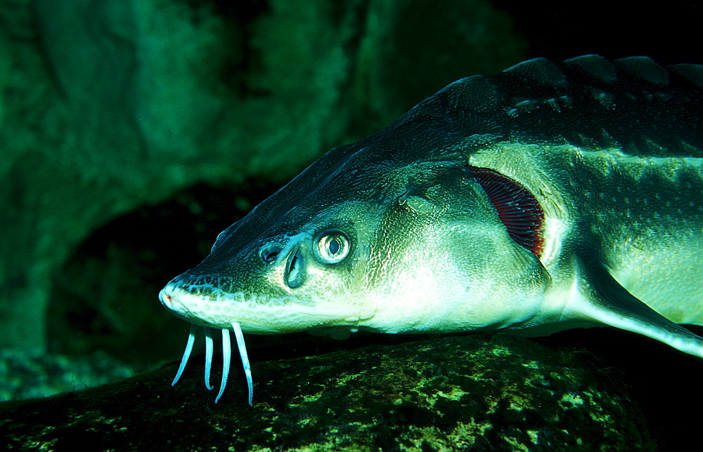 Russian sturgeon, Danube sturgeon, Osetr, Acipenser gueldenstaedti, Acipenser g?ldenstaedti, Romania, Volga river, Black Sea