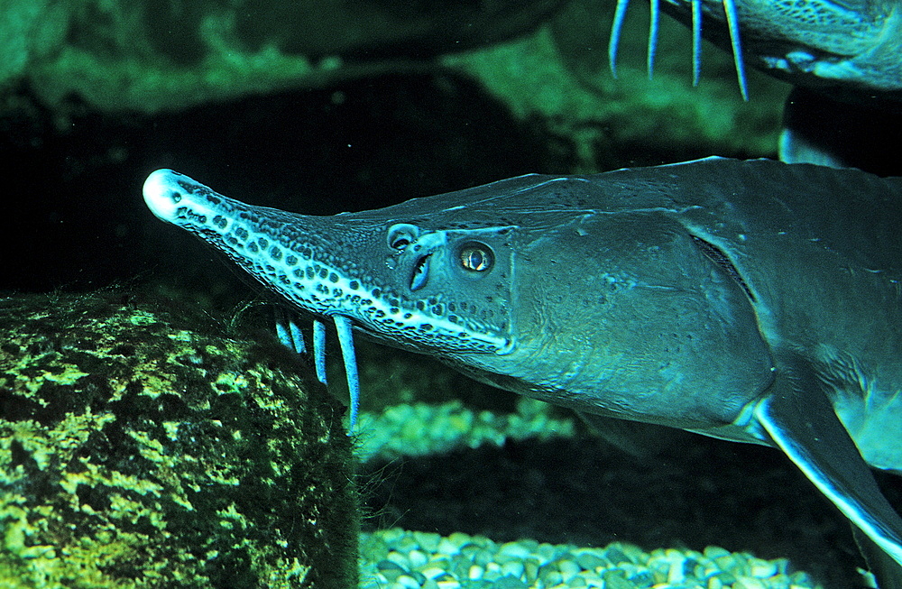 Sterlet, sturgeon, Acipenser ruthenus, Romania, Volga river, Black Sea