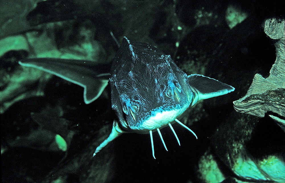 Russian sturgeon, Danube sturgeon, Osetr, Acipenser gueldenstaedti, Acipenser g?ldenstaedti, Romania, Volga river, Black Sea