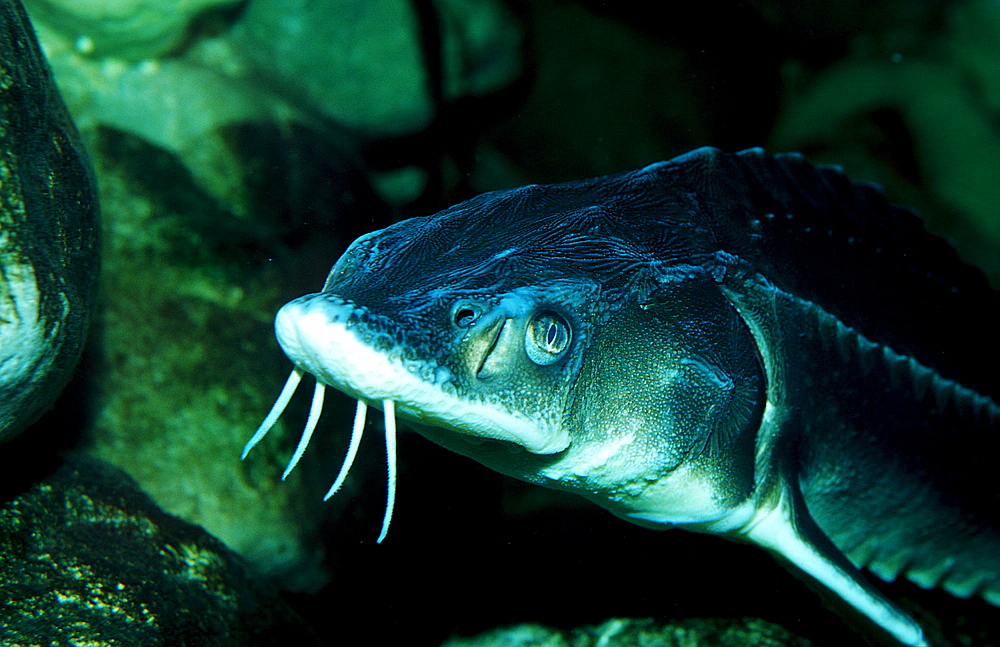 Russian sturgeon, Danube sturgeon, Osetr, Acipenser gueldenstaedti, Acipenser g?ldenstaedti, Romania, Volga river, Black Sea