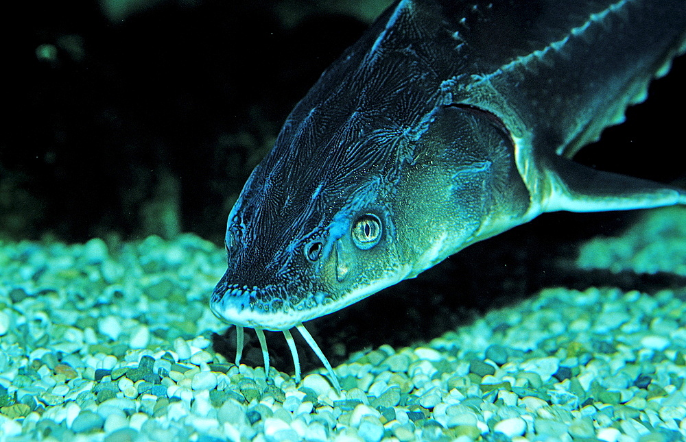 Russian sturgeon, Danube sturgeon, Osetr, Acipenser gueldenstaedti, Acipenser g?ldenstaedti, Romania, Volga river, Black Sea