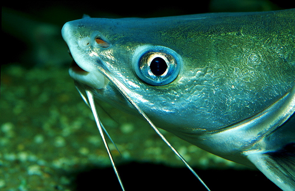 Jordan?s Catfish, Black-Fin Shark, Columbian Shark, Silver Shark, Arius seemani, Hexanematichthys seemanni, South america, Sout american river