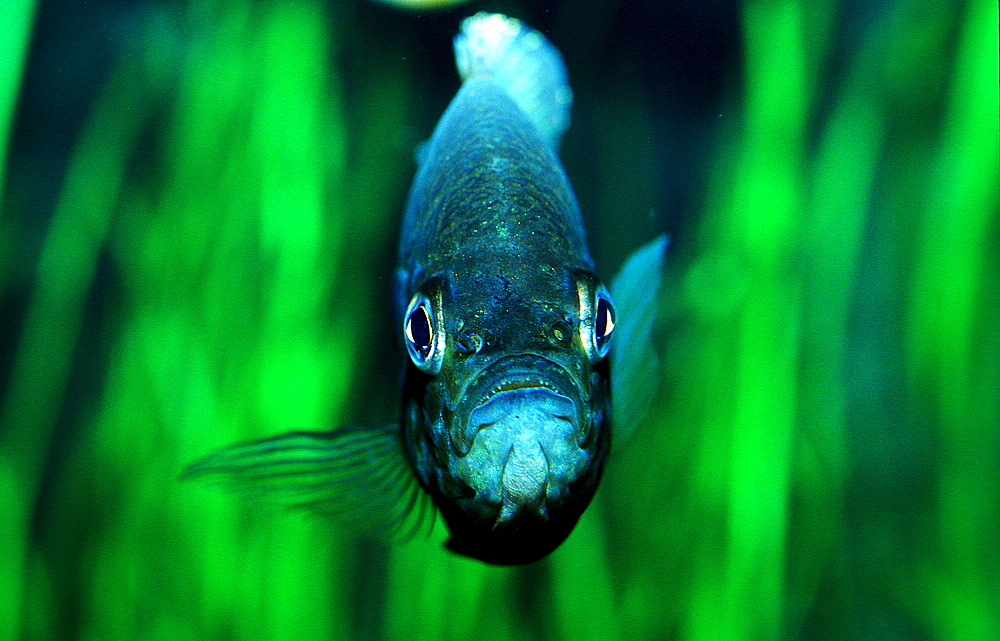 Pumpkinseed Sunfish, Pumpkinseed sunfish, Punkies, Yellow sunfish, Lepomis gibbosus, North america, america, USA, Florida