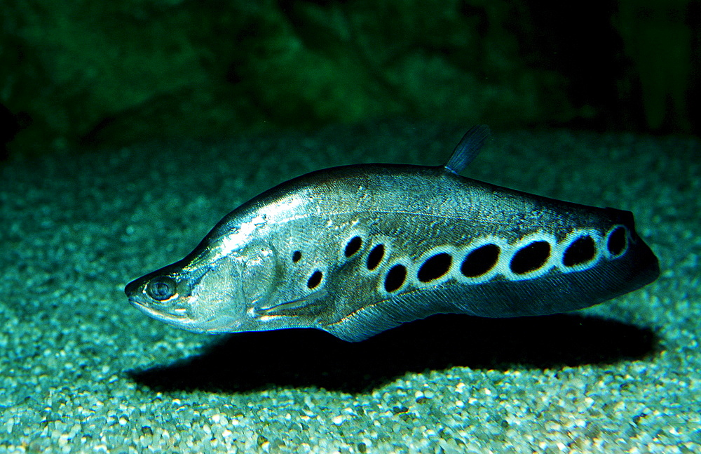 Clown Knifefish, 1000$-knifefish, Notopterus chitala, Vietnam, Freshwater river