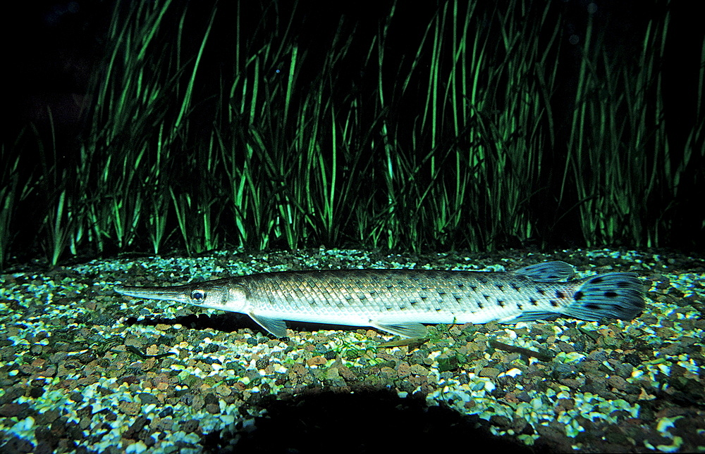 Spotted gar, Lepisosteus oculatus, North america, america, USA, Florida