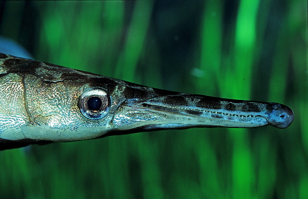 Spotted gar, Lepisosteus oculatus, North america, america, USA, Florida