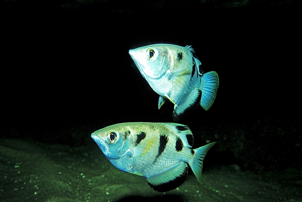 Banded Archerfish, Toxotes jaculatrix, India, Mangroves