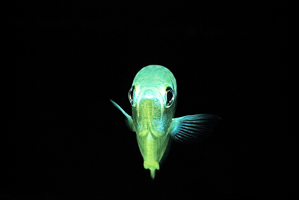 Banded Archerfish, Toxotes jaculatrix, India, Mangroves