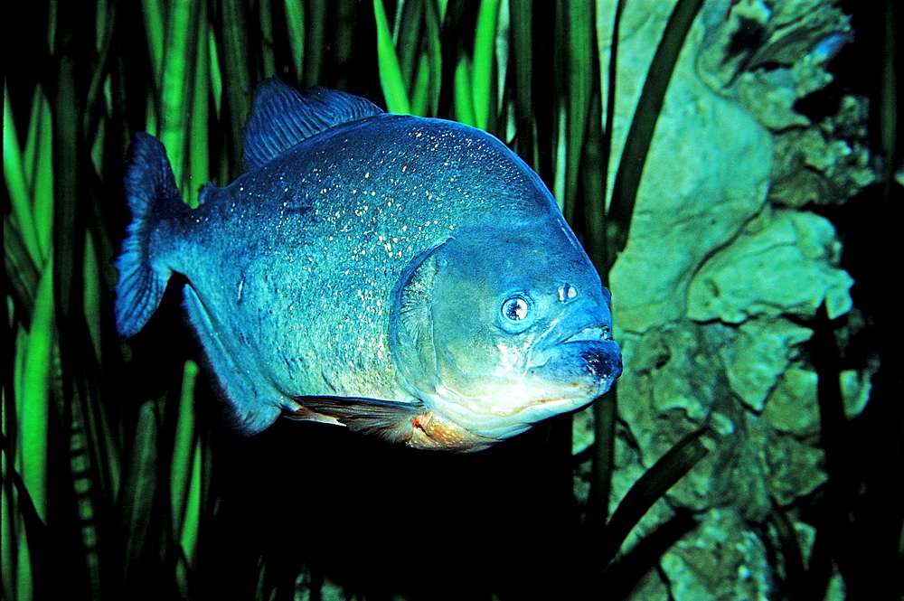 Red piranha, Serrasalmus nattereri, South america, freshwater river, Amazon Basin