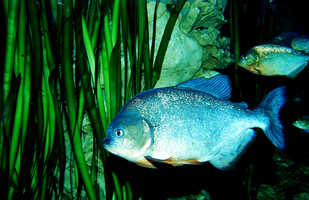 Red piranha, Serrasalmus nattereri, South america, freshwater river, Amazon Basin