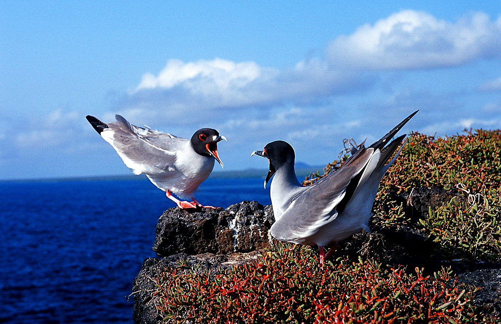 Two threatening swallow tailed gulls, Creagrus furcatus, South america, Gal?pagos, Galapagos, Island