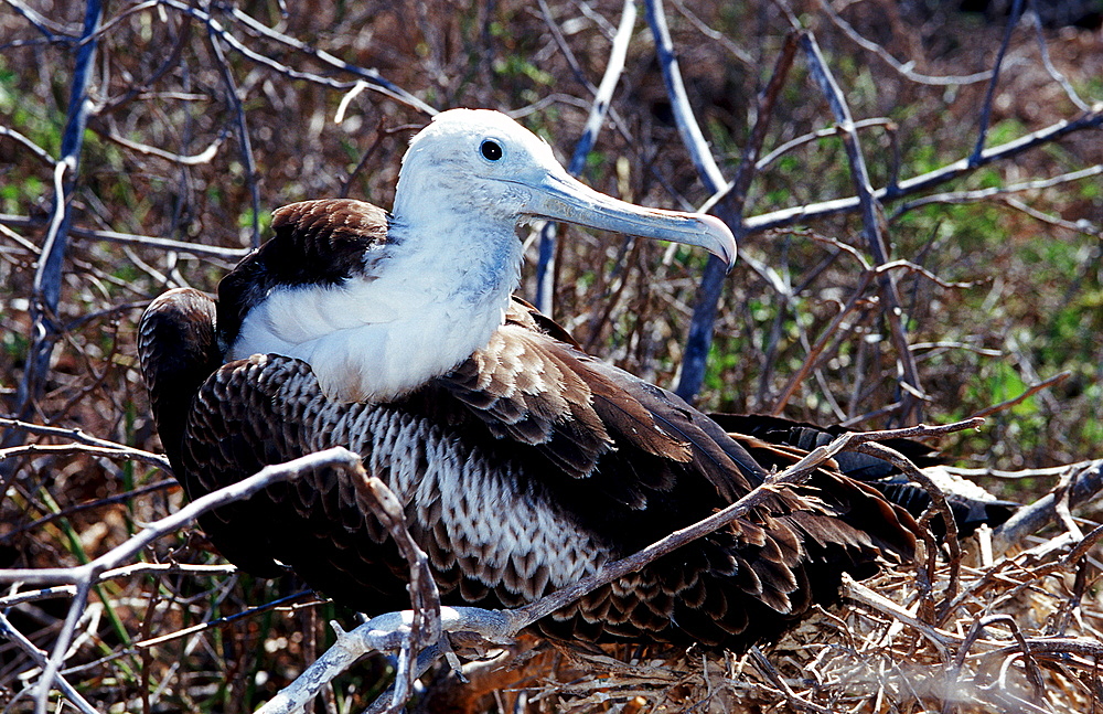 Great Frigate, Fregata minor, South america, Gal?pagos, Galapagos, Island