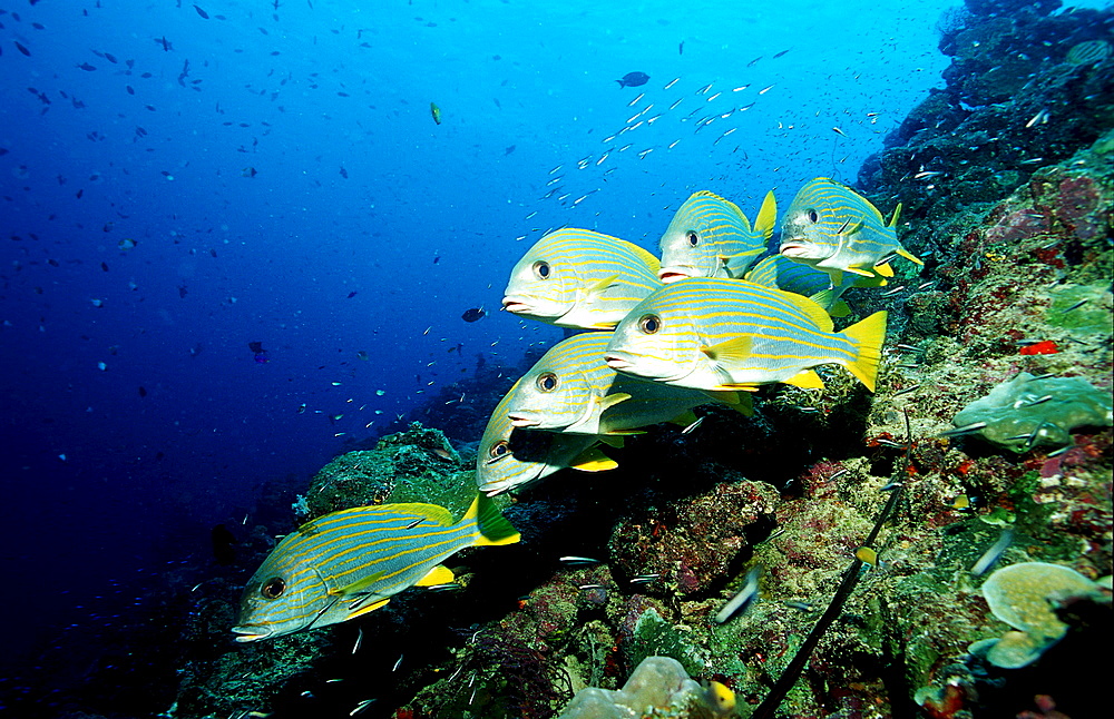 Celebes sweetlips, Plectorhinchus chrysotaenia, Papua New Guinea, Pacific ocean