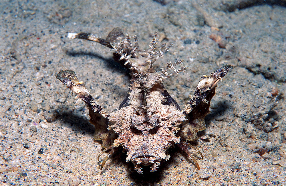 Caledonien stinger, Inimicus caledonicus, Papua New Guinea, Pacific ocean